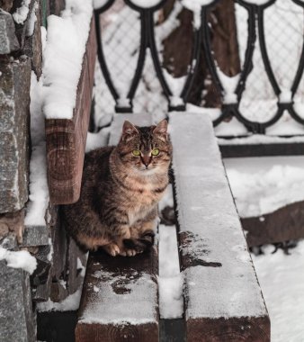 Yeşil gözlü gri çizgili bir kedi parktaki kar kaplı bir bankta oturuyor..