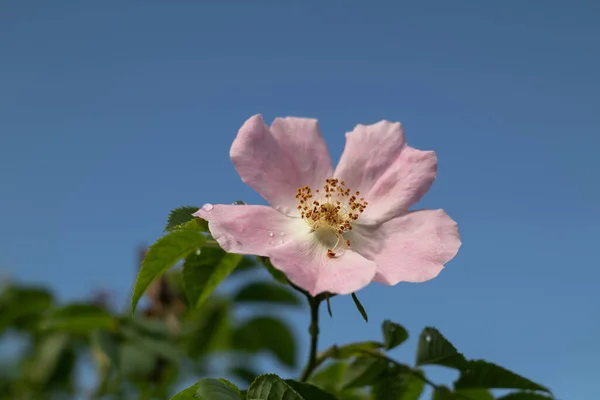 Beautiful Pink Wild Rose Close Blue Sky — Stock Photo, Image