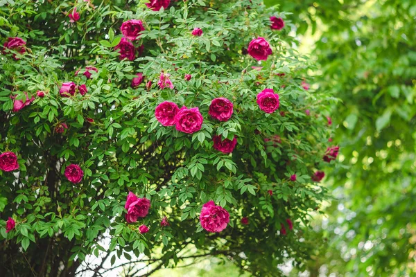雨の後 バラ園の茂みにピンクのバラ ロイヤリティフリーのストック写真