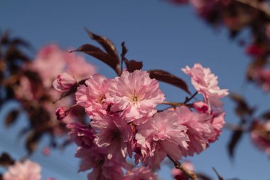 Sakura çiçeği. Mavi gökyüzüne karşı pembe çiçekli bir demet sakura. Doğal arkaplan.