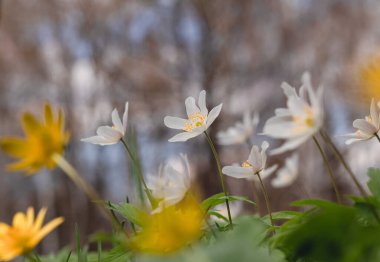 Bahar armonisi bulanık arkaplanı kapatır.
