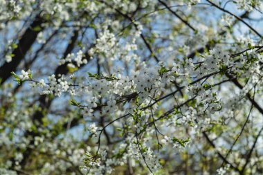 Bahçede çiçek açan kiraz ağacı. Beyaz çiçekli bir bahçe. Bahar arkaplanı.