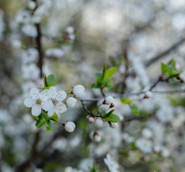 Bahçede çiçek açan kiraz ağacı. Beyaz çiçekli bir bahçe. Bahar arkaplanı.