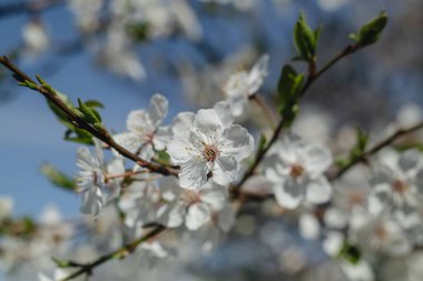 Bahçede çiçek açan kiraz ağacı. Beyaz çiçekli bir bahçe. Beyaz kiraz çiçeği. Bahar arkaplanı.