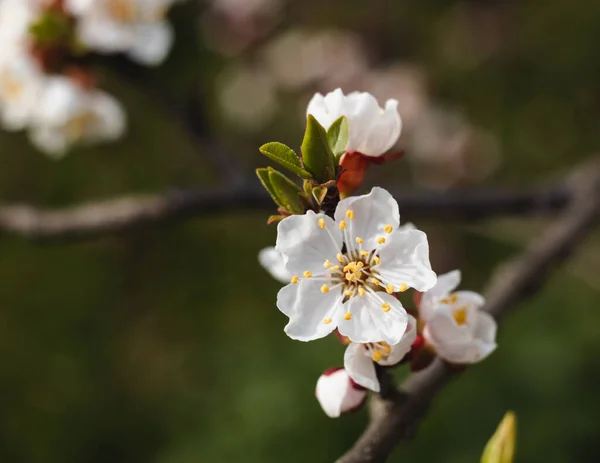 Cherry Tree Blossom Spring Garden Dark Blurred Background — Stock Photo, Image