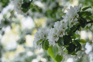 Bahçede çiçek açan armut dalı. Bulanık arka planda beyaz armut çiçekleri.