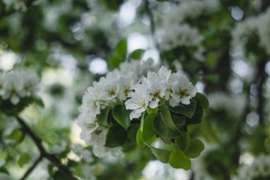 Beyaz armut çiçeği açan bahar bahçesi. Doğal arkaplan.