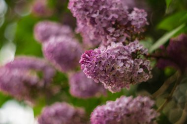 Delicate color of a flowering lilac bush in spring. Fragrant lilac on a blurred background at sunset.