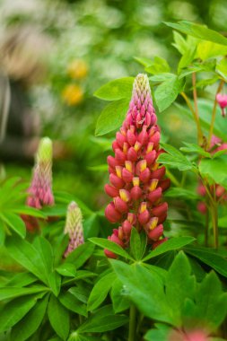Pink lupins in the botanical garden at sunset. Pink lupins on a blurred background.