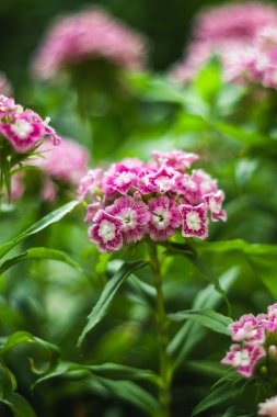 Dianthus barbatus. Blooming turkish carnation. Summer flowers. Flowers in the garden.