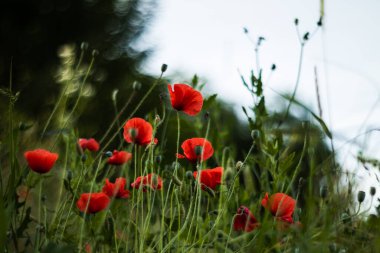 Wild red poppies on the field against a blurry background in the summer at sunset. Summer concept.