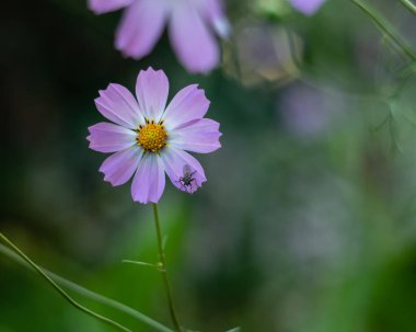 A light pink cosmos flower close-up on a blurred green background.