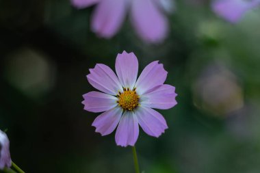 A light pink cosmos flower close-up on a blurry green background in the garden.
