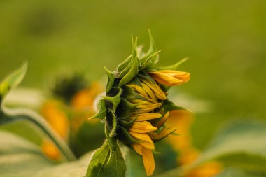 Blossoming sunflower bud in evening lighting on a blurry background.