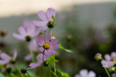 Light pink cosmos flowers with daytime illumination on a blurred background.
