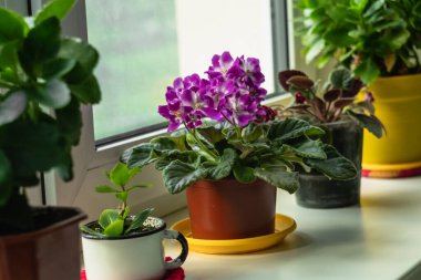 House plants on the windowsill. Beautiful African violet on a white windowsill.