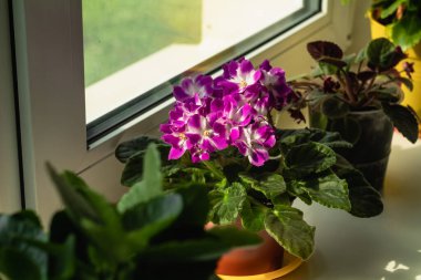 Beautiful purple violet on a white window sill. Cozy house with house plants.
