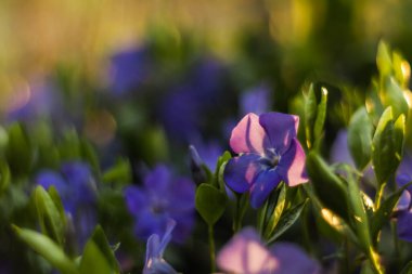 Purple periwinkle close-up against the background of blurry purple flowers and green foliage in golden sunset lighting.