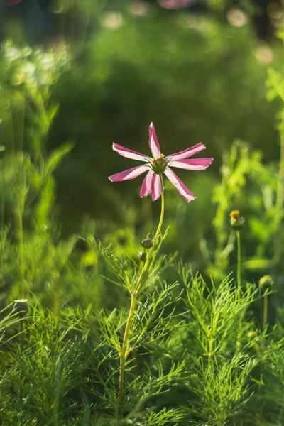 A lonely pink cosmos flower in the garden on a blurry green background in sunset light. The sun\'s sunset rays are enlightened through the petals of cosmos flower.