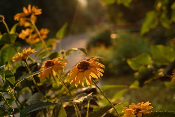 Yellow cone flowers. Cone flowers are covered with warm sunrise rays in the month of July on a blurry background.