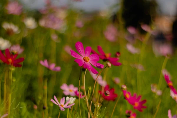 Bright cosmos flowers on a flower bed in the early morning on a blurred background. Flowers are illuminated by the rising sun. Summer concept.