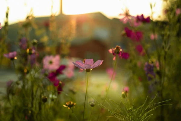 A pink cosmos flower surrounded by colorful flowers on a blurry background in the glow of the setting sun.
