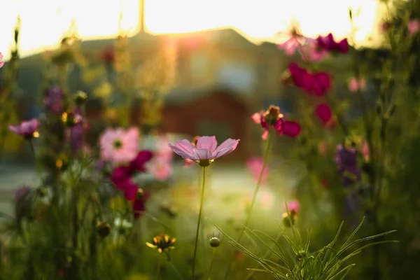 A pink cosmos flower surrounded by colorful flowers on a blurry background in the glow of the setting sun.
