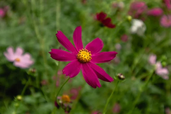 Burgundy cosmos flower close-up among flowers on a blurred background in the botanical garden.