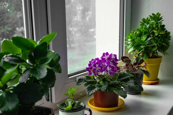 Window sill with many house plants in pots. African violet on the window sill.