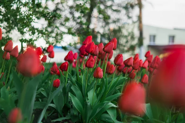 Spring red tulips in the garden on a blurry background. Ukraine.