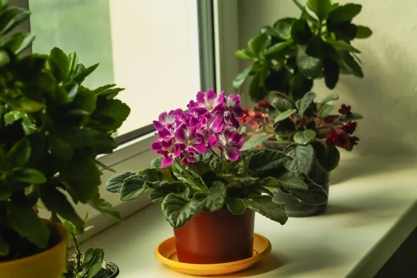 窓辺の鉢の花 家の植物の間の窓辺のライラックバイオレット ストック写真