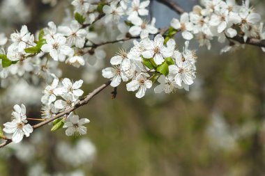 Bahçede çiçek açan kiraz ağacı. Beyaz çiçekli bir bahçe. Bahar arkaplanı.