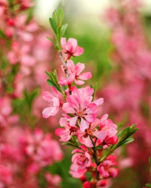 Prunus Tenella veya pembe cüce badem çiçekleri. Bulanık arka planda pembe çiçek ağacı. Bahçe ve peyzaj tasarımı kavramı.