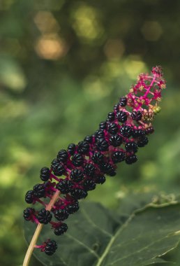 Phytolacca Americana. Bulanık bir arkaplanda siyah böğürtlenli American Pokeweed.