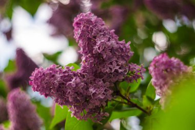 Bright purple lilac on a branch among the blurred background. The delicate aroma of lilac pleases the world around us. Spring concept.