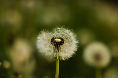 White fluffy dandelion on a blurry green background in the evening. Half of the seeds from the head of the dandelion were carried away by the wind. Summer concept.