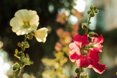 Hollyhocks (Alcea Rosea). Mallow flowers in the early morning when the sun rises on a blurry background.