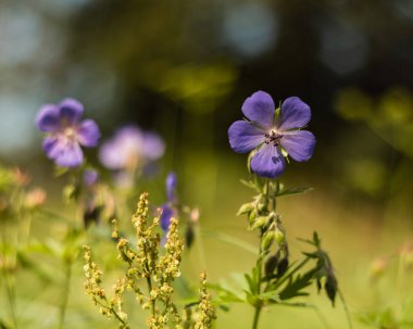 medadow cranesbill - Sardunya pratense çiçek