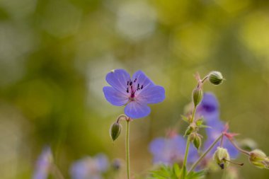 A delicate blue flower of meadow geranium on a blurred background close-up in the morning light. Meadow flowers. Wildflowers.