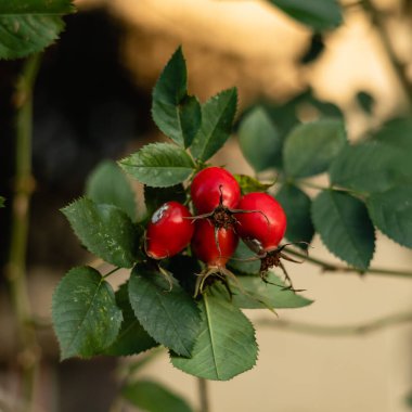 Bulanık arka planda olgun kırmızı gül kalçalı Bush.