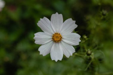 A white cosmos flower close-up on a blurred green background in the botanical garden.