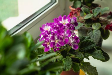 Delicate purple African violet on the windowsill on a blurred background. House plants in pots.