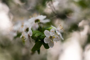 A branch with flowers of wild cherry on a blurred background on an April day.