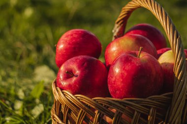 Bulanık yeşil bir arka planda, akşam güneşinin ılık ışınlarında bir sepette parlak sonbahar kırmızı elmaları..