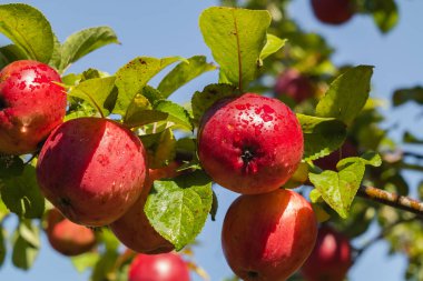 Bulanık bir arkaplanda elma ağacında büyük kırmızı elmalar.