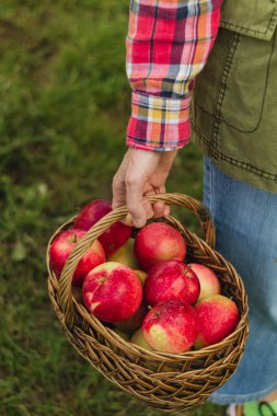 Bir kadın sulu kırmızı elmalarla dolu bir sepet tutuyor. Sonbahar hasadı.