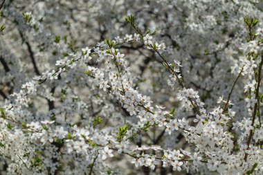 Bahçede çiçek açan kiraz ağacı. Beyaz çiçekli bir bahçe. Bahar arkaplanı.