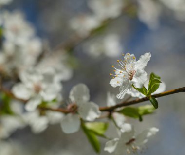 Bahçede çiçek açan kiraz ağacı. Beyaz çiçekli bir bahçe. Bahar arkaplanı.