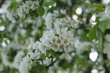 Beyaz armut çiçeği açan bahar bahçesi. Doğal arkaplan.