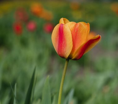 Bahçedeki çiçeklikteki kırmızı sarı laleler. Bahçe, peyzaj tasarımı konsepti.
